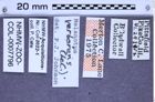 Etikette zu Melanotus verberans (LeConte, 1853) (NHMW-ZOO-COL-0007796)